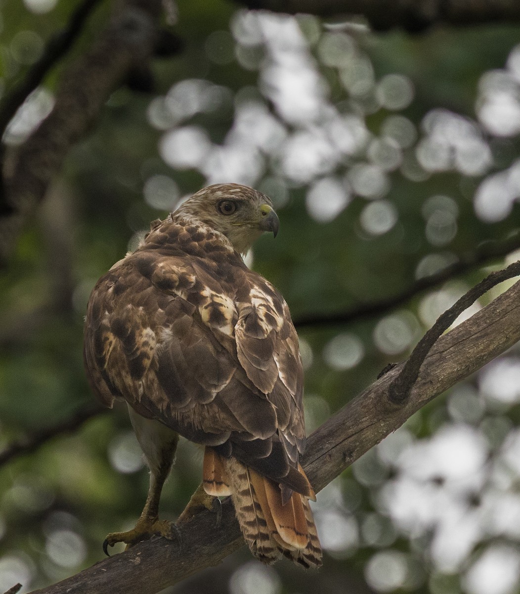 Red-tailed Hawk - ML640010148