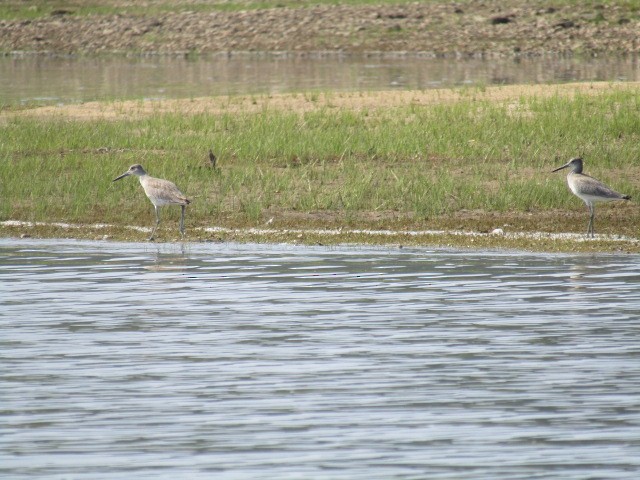 Willet - ML640010225