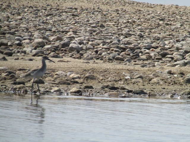 Willet - ML640010226