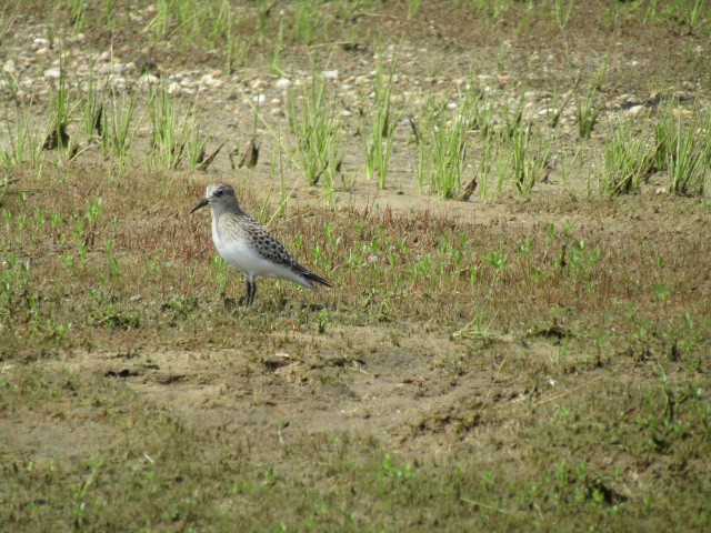 Baird's Sandpiper - ML640010239