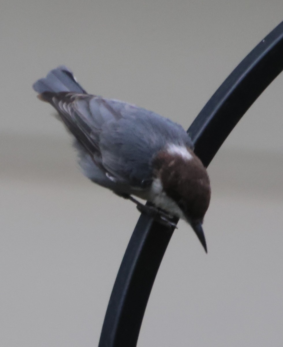 Brown-headed Nuthatch - ML640010247