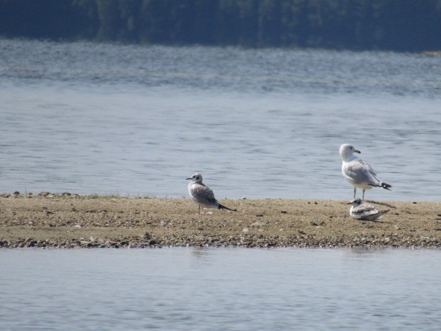 Bonaparte's Gull - ML640010249