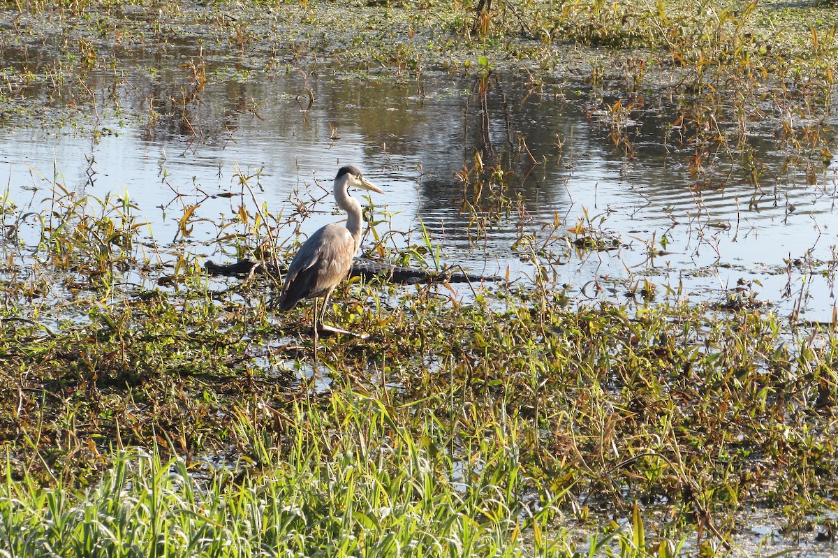 Cocoi Heron - ML640010305