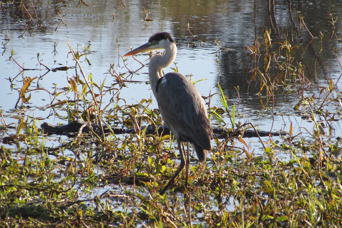 Cocoi Heron - ML640010306