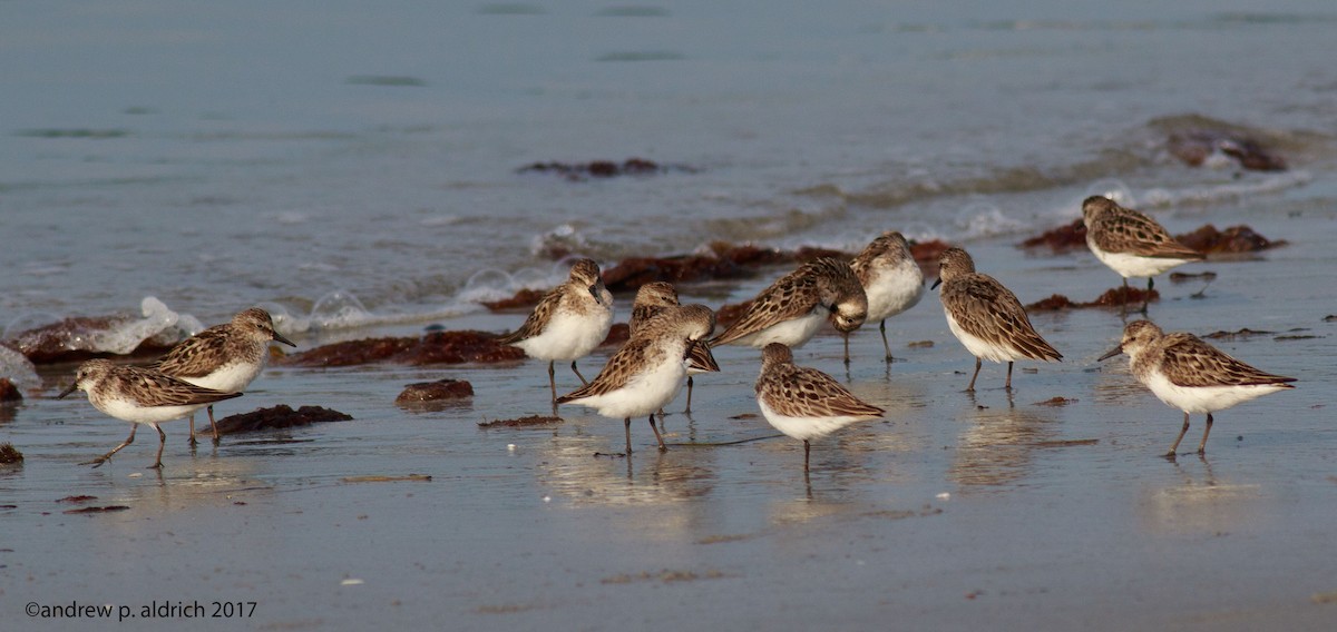 Semipalmated Sandpiper - ML64001031