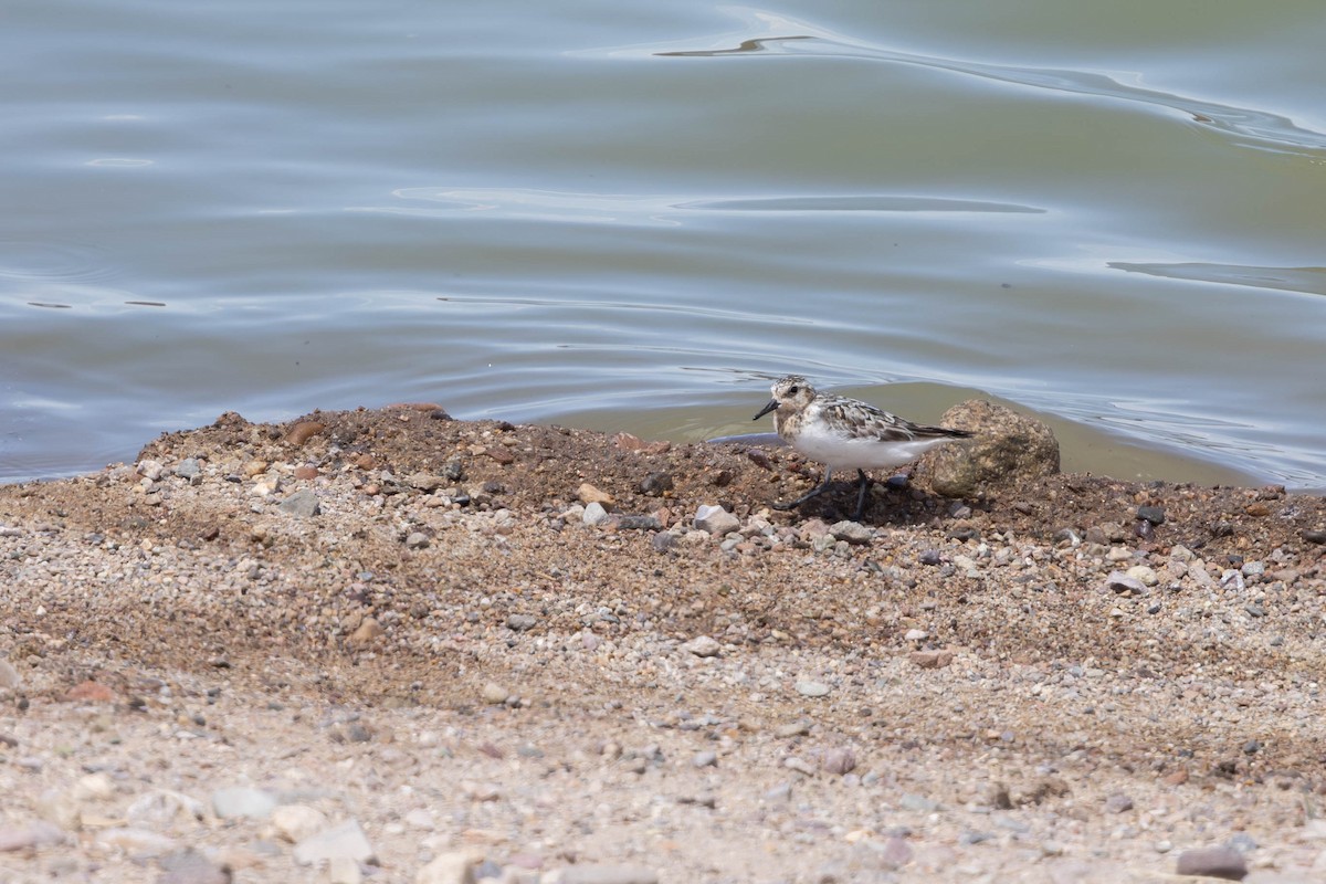 Sanderling - ML640010389