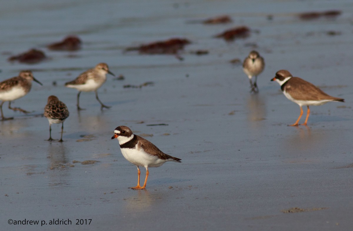 Semipalmated Plover - andrew aldrich