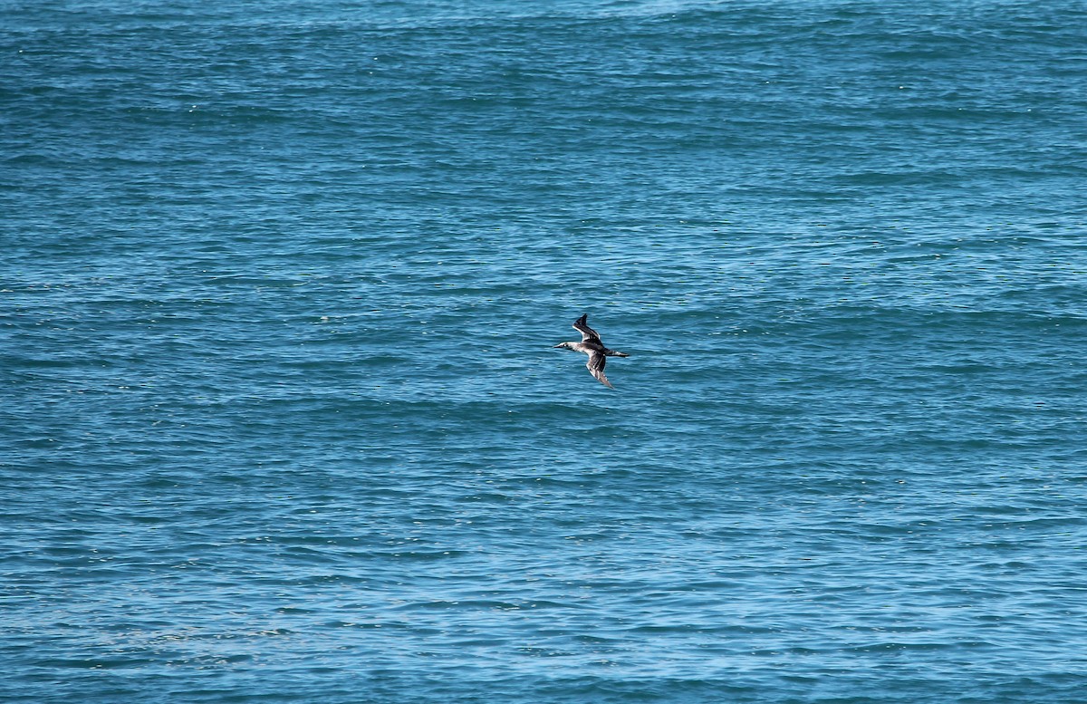 Australasian Gannet - ML640010560
