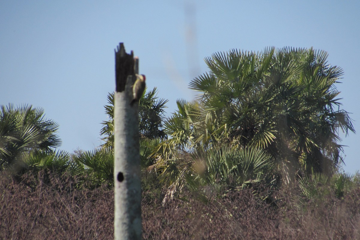 Green-barred Woodpecker - ML640010581
