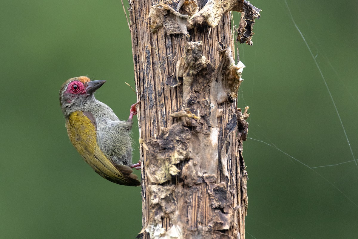 African Piculet - ML640010605