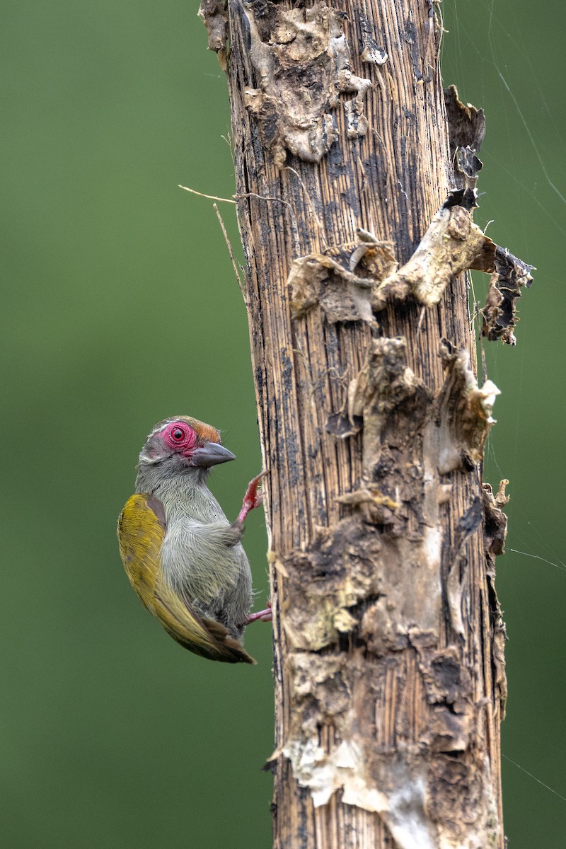 African Piculet - ML640010606