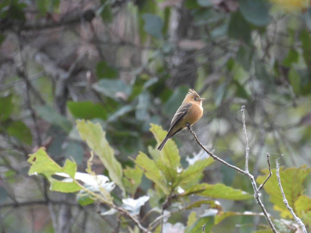 Tufted Flycatcher - ML640010633