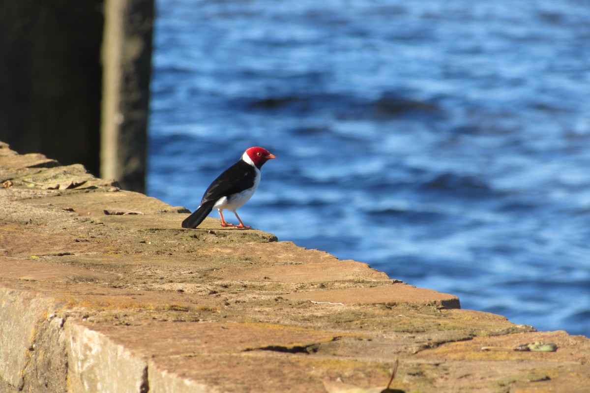 Yellow-billed Cardinal - ML640010640