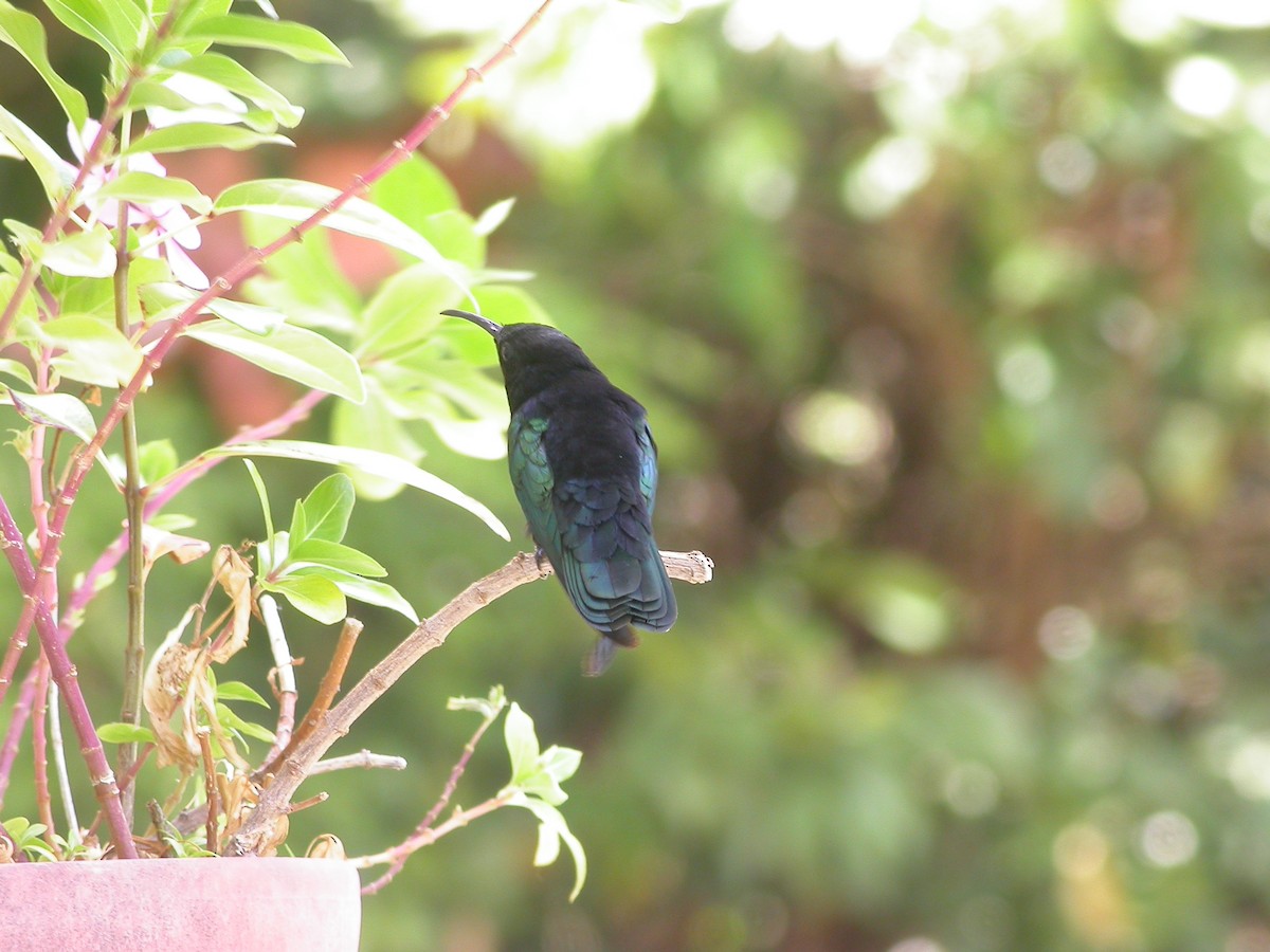 Purple-throated Carib - ML640010648