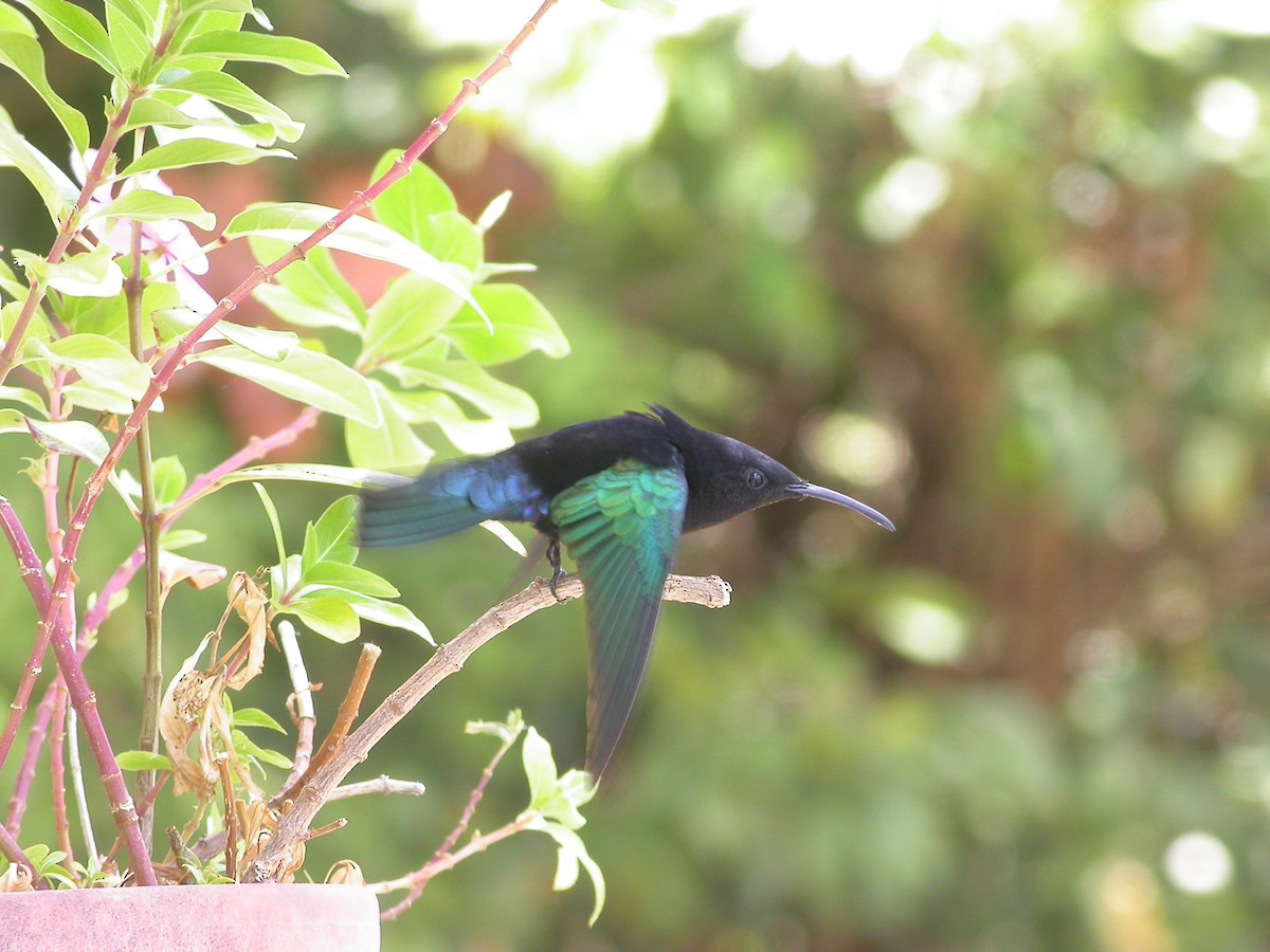 Purple-throated Carib - ML640010649