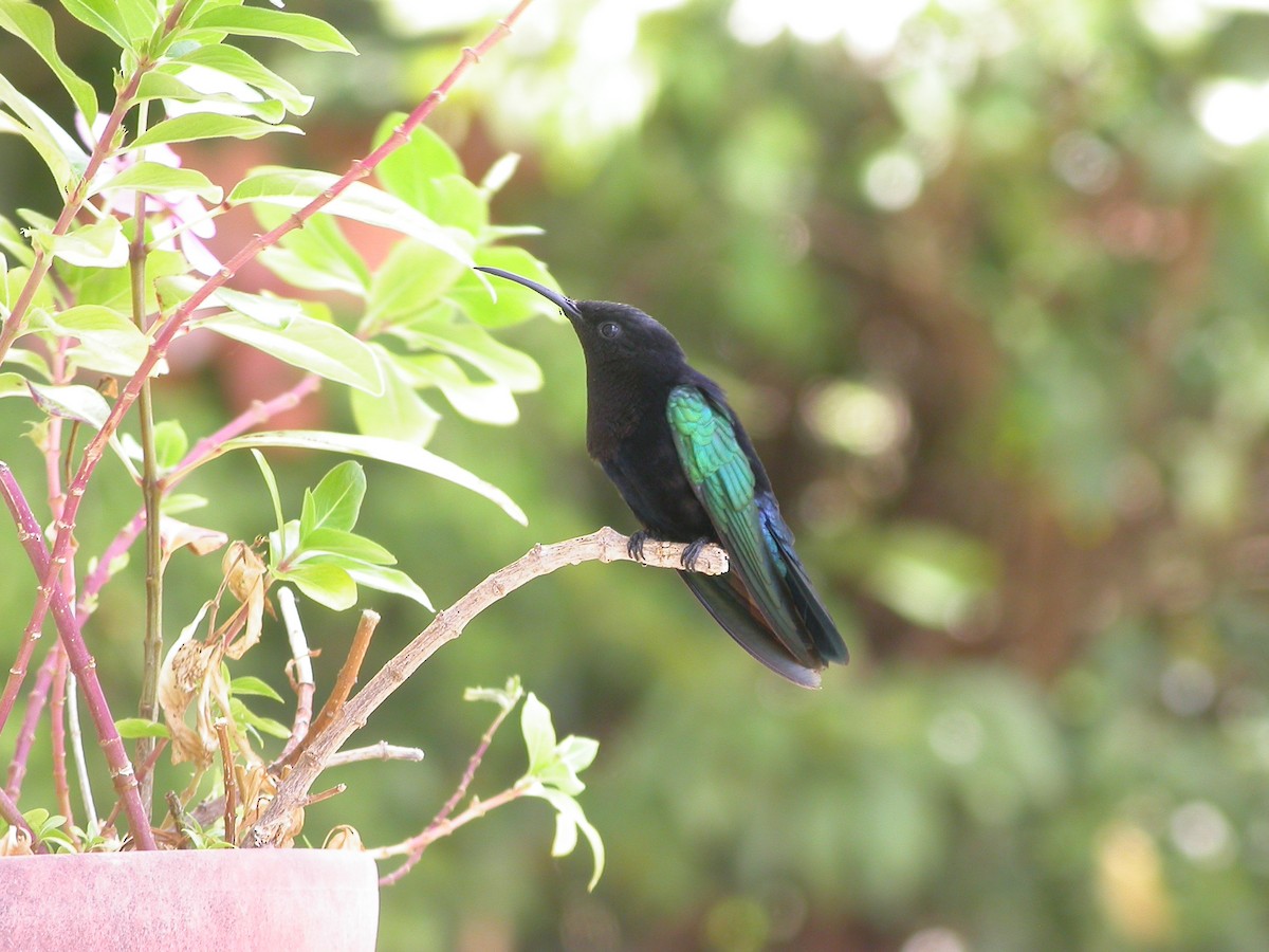 Purple-throated Carib - ML640010650