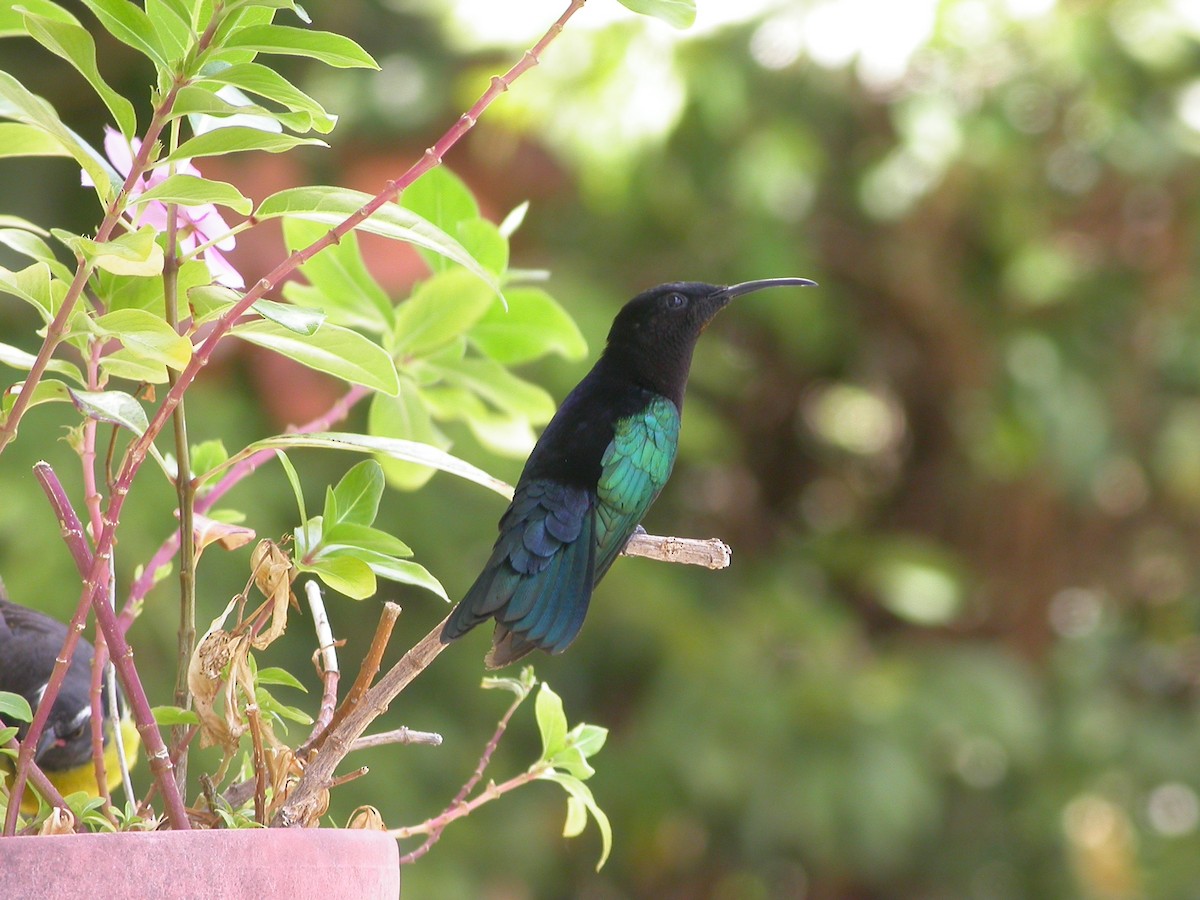 Purple-throated Carib - ML640010651