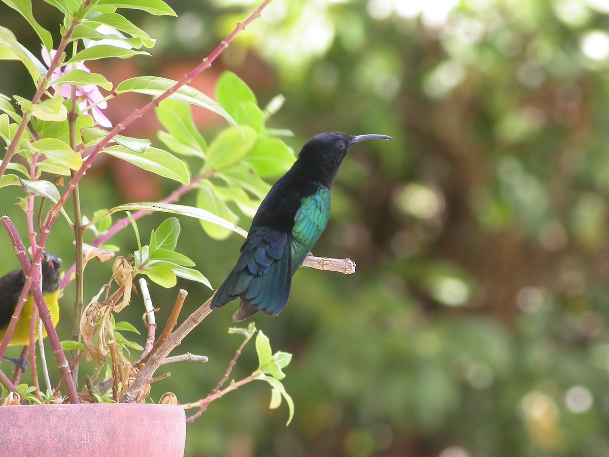 Purple-throated Carib - ML640010652