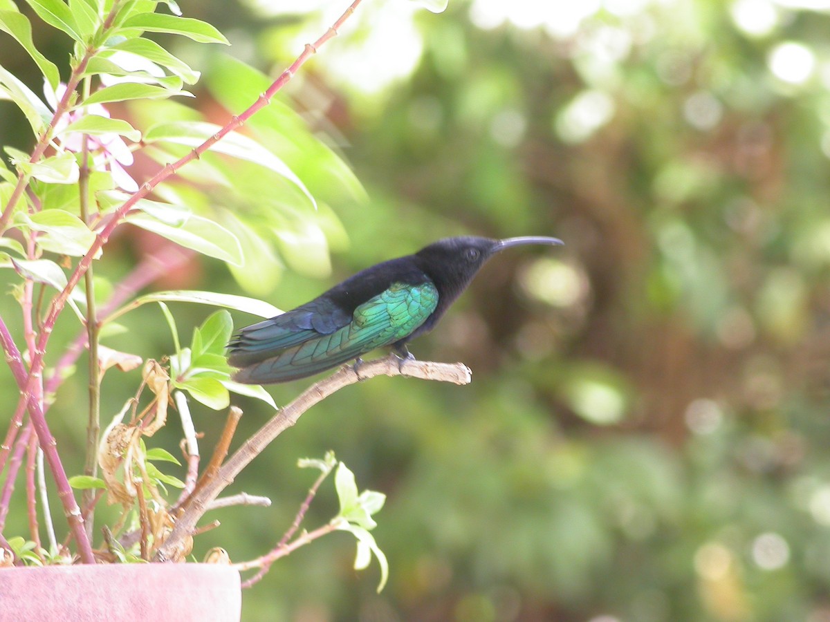 Purple-throated Carib - ML640010653