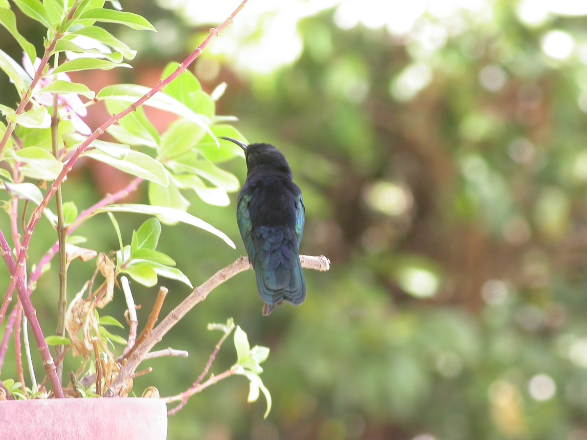 Purple-throated Carib - ML640010654