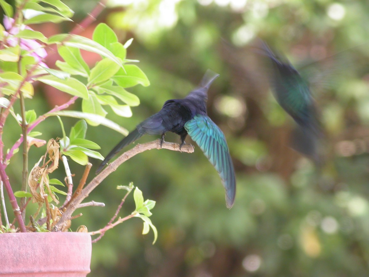 Purple-throated Carib - ML640010655