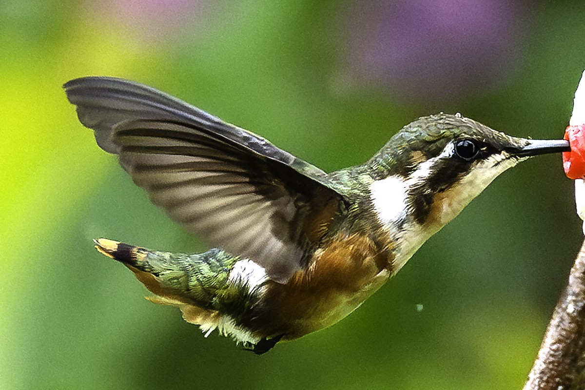Colibri de Mulsant - ML640010671