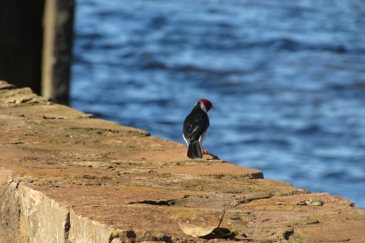 Yellow-billed Cardinal - ML640010709