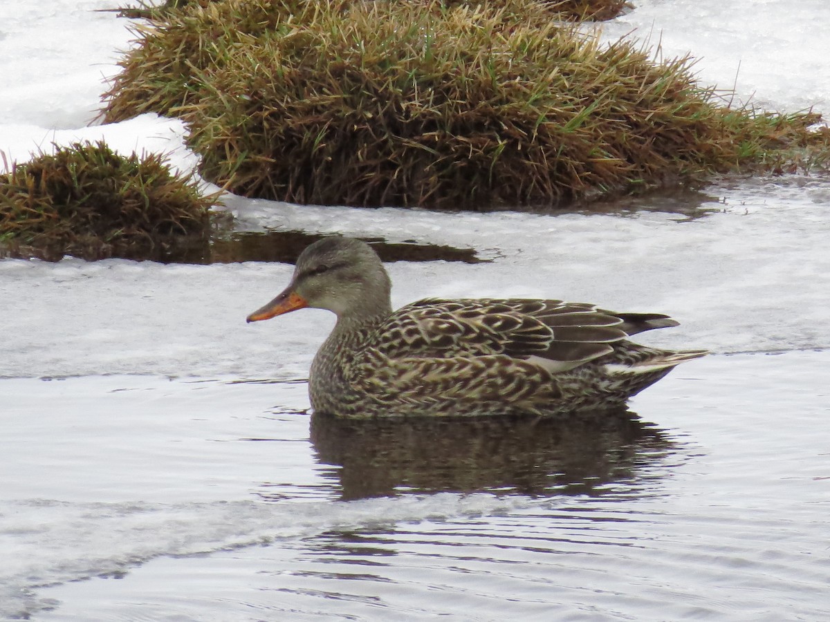 Gadwall (Common) - ML640010774