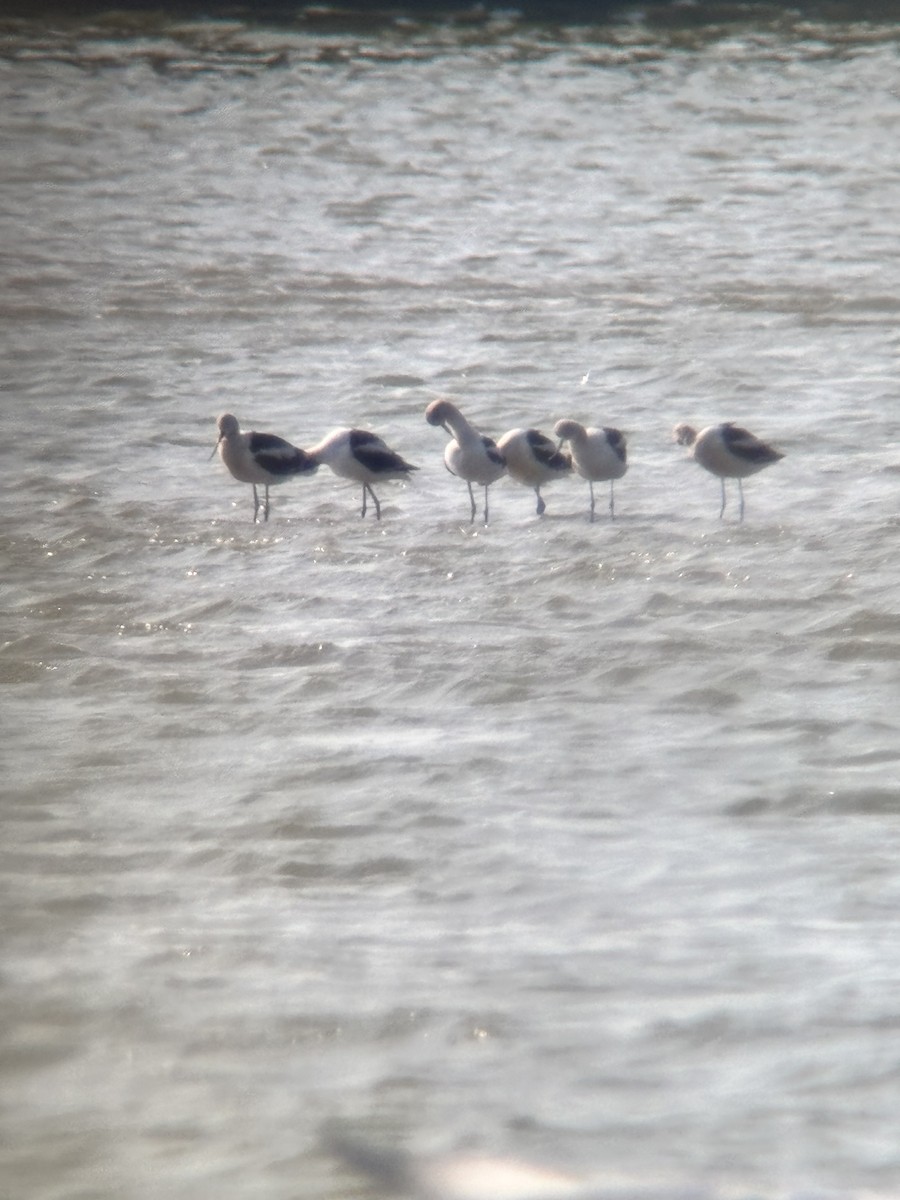 American Avocet - ML640010876