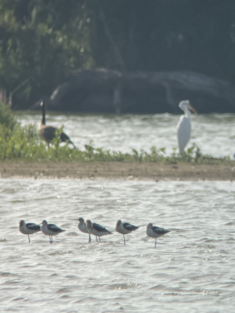 American Avocet - ML640010877