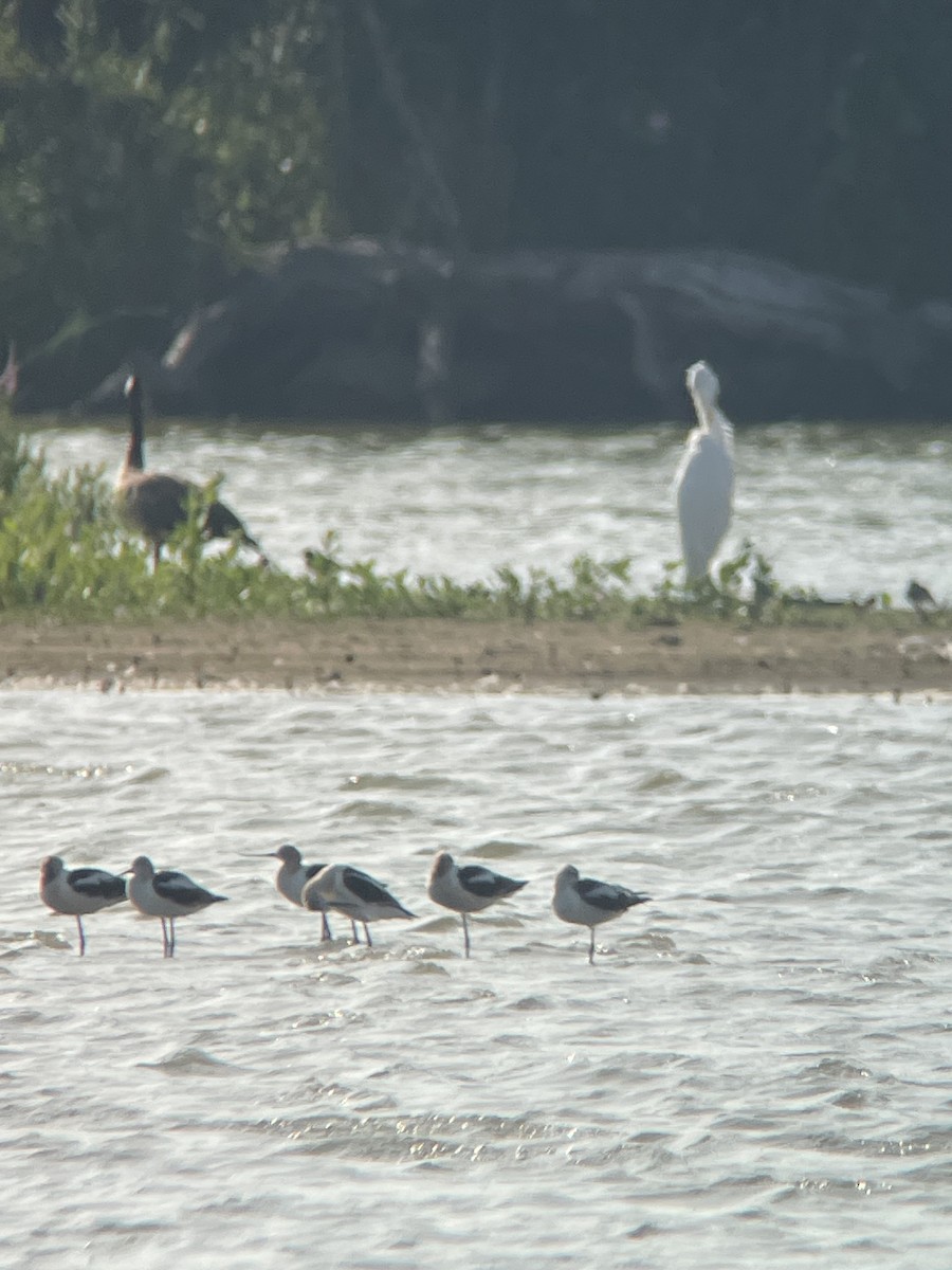 American Avocet - ML640010878