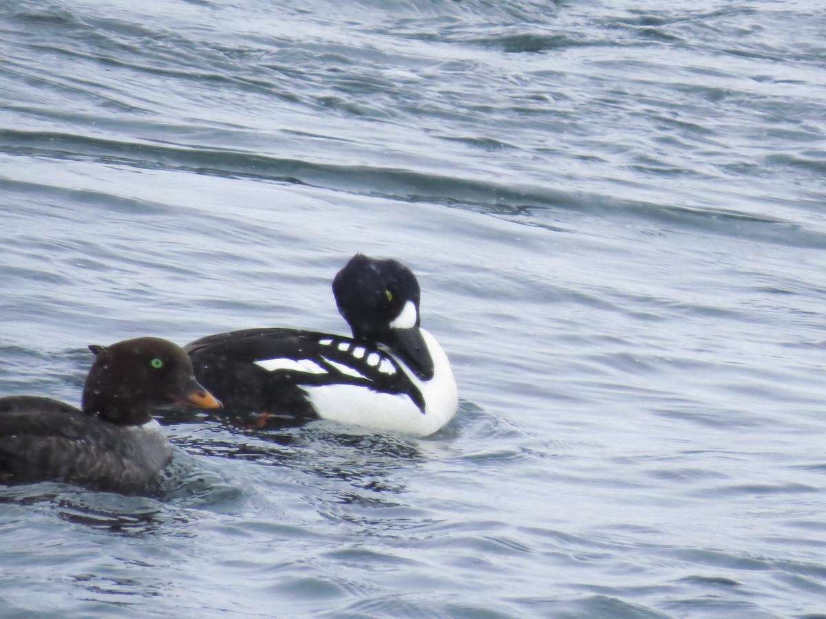 Barrow's Goldeneye - ML640010907