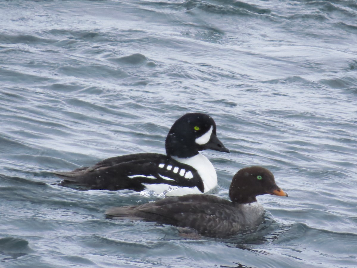Barrow's Goldeneye - ML640010908