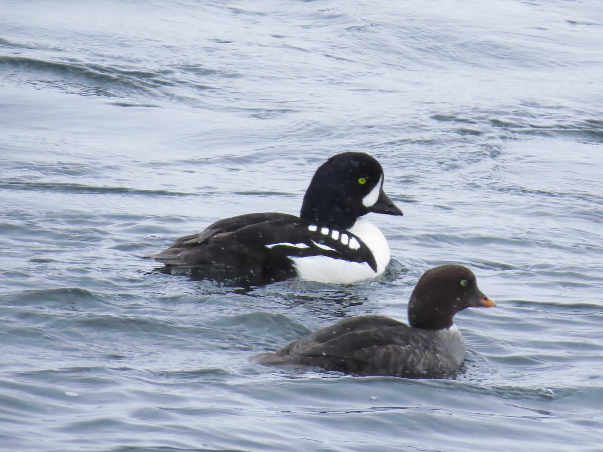Barrow's Goldeneye - ML640010909