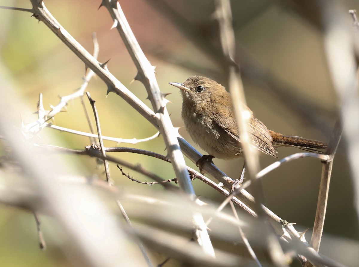 Northern House Wren - ML640010999