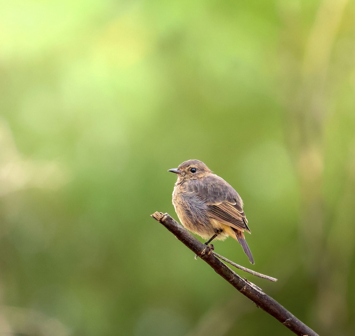 bramborníček černobílý - ML640011057