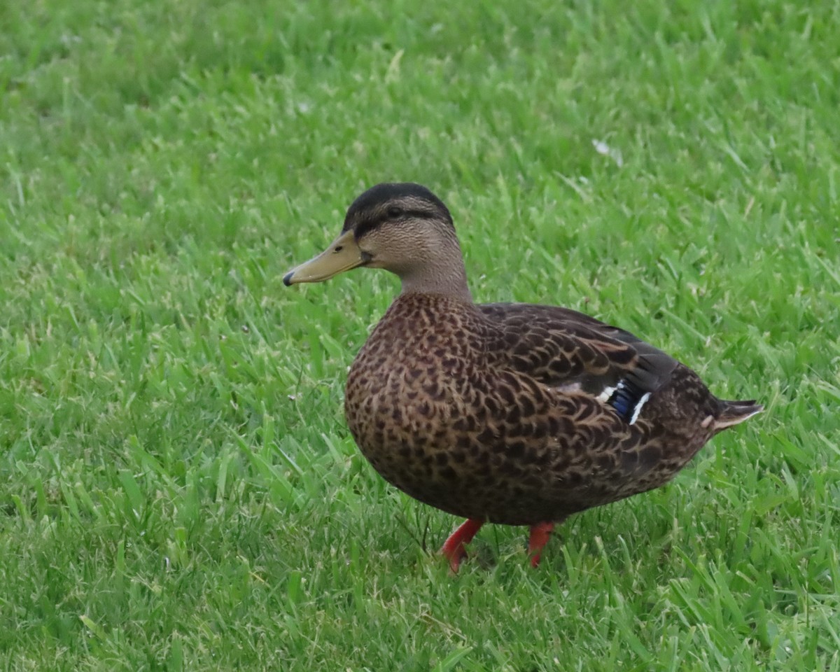 Mallard x Mottled Duck (hybrid) - ML640011251