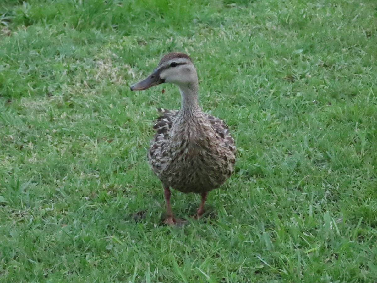 Mallard x Mottled Duck (hybrid) - ML640011252
