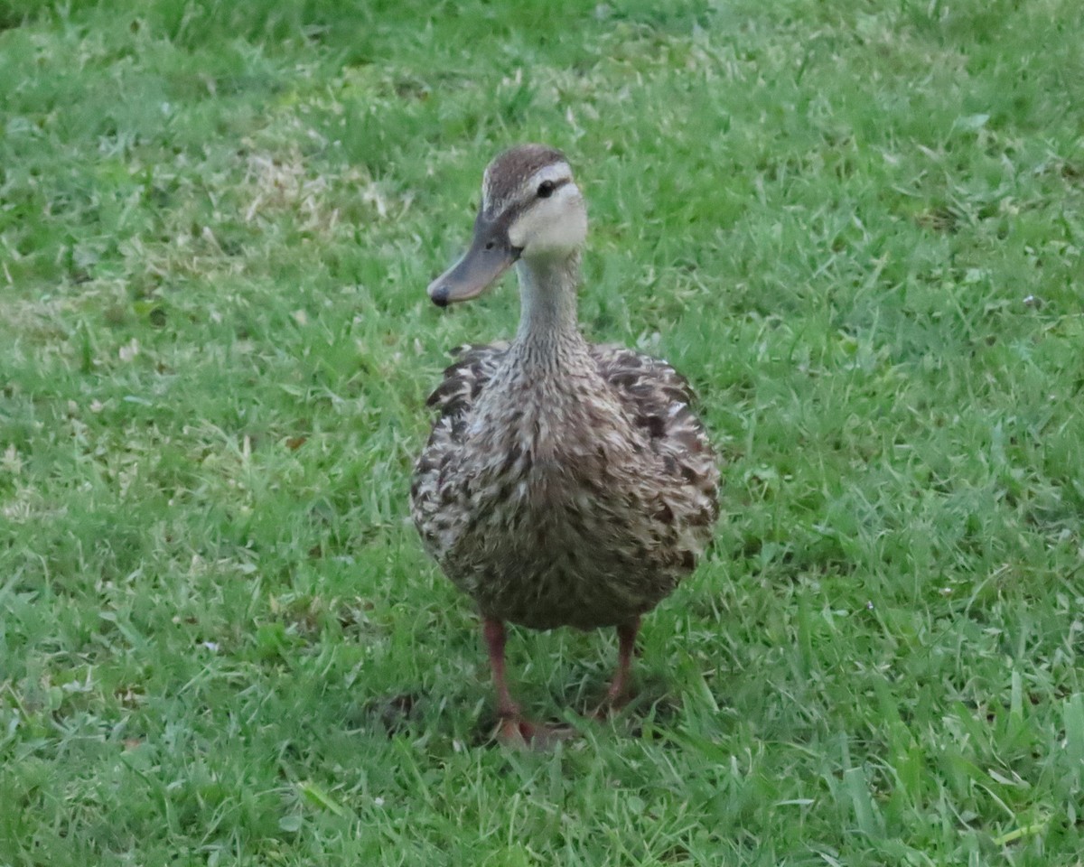 Mallard x Mottled Duck (hybrid) - ML640011253