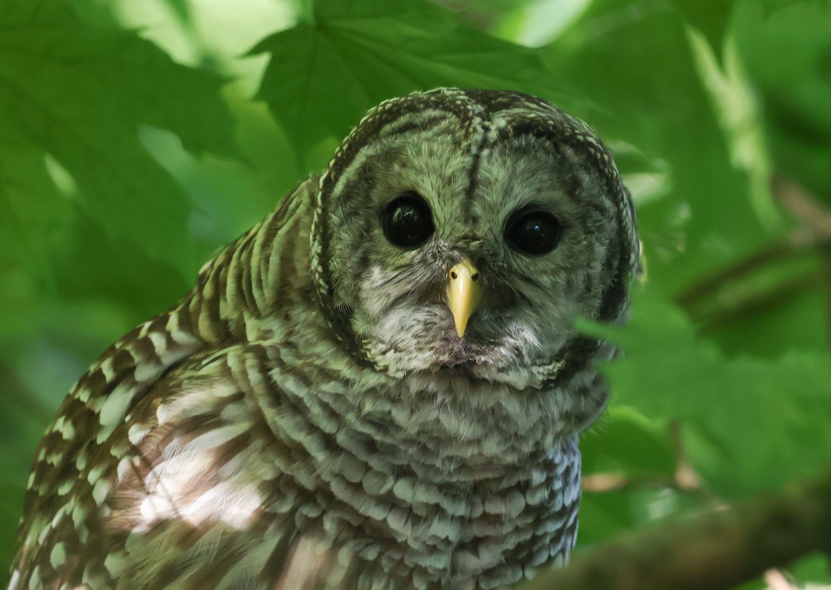Barred Owl - ML640011264