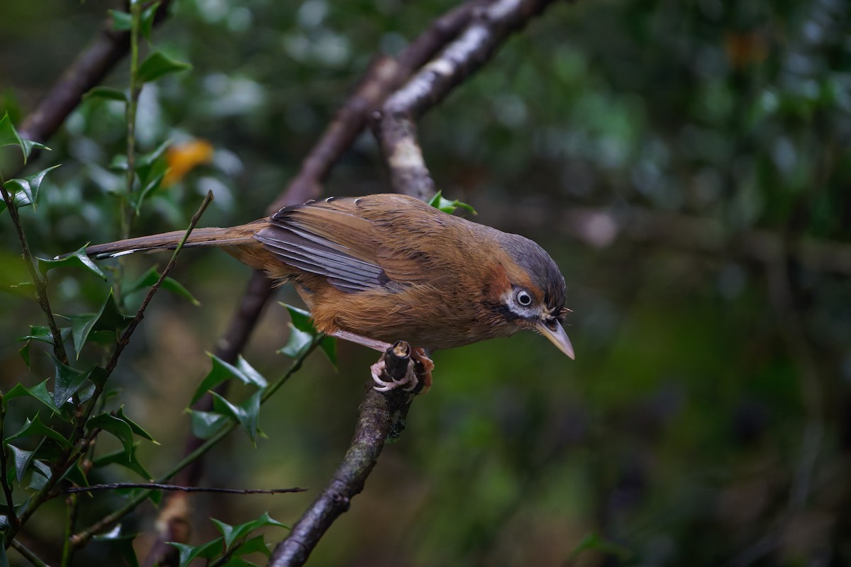 Bıyıklı Gevezeardıç - ML640011272