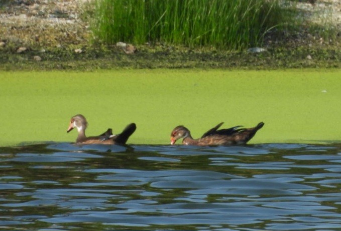 Wood Duck - ML640011408