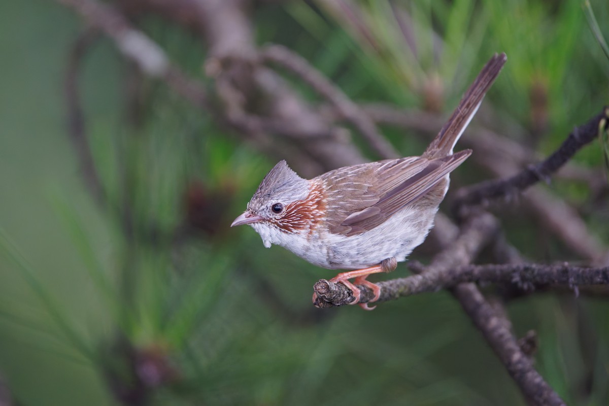 Indochinese Yuhina - ML640011510