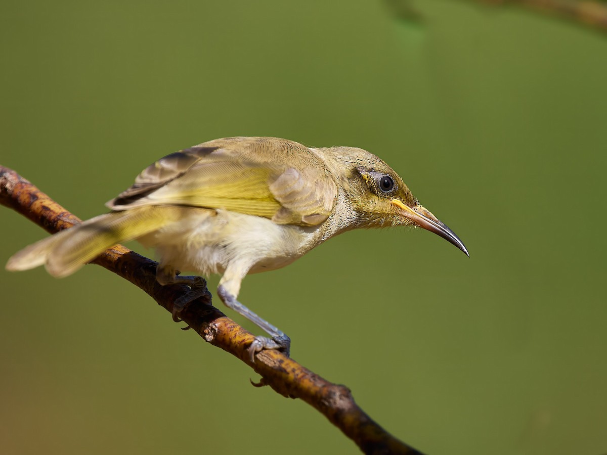 Brown Honeyeater - ML640011555