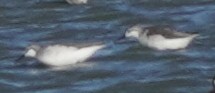 Phalarope de Wilson - ML640011560