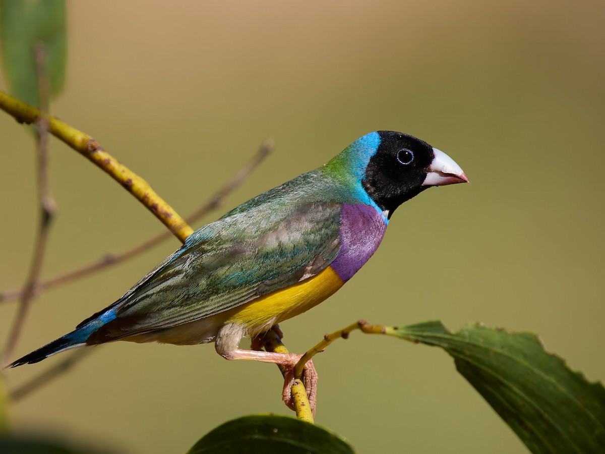 Gouldian Finch - ML640011567