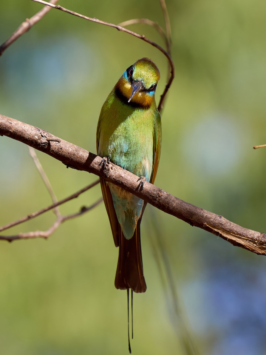 Rainbow Bee-eater - ML640011574
