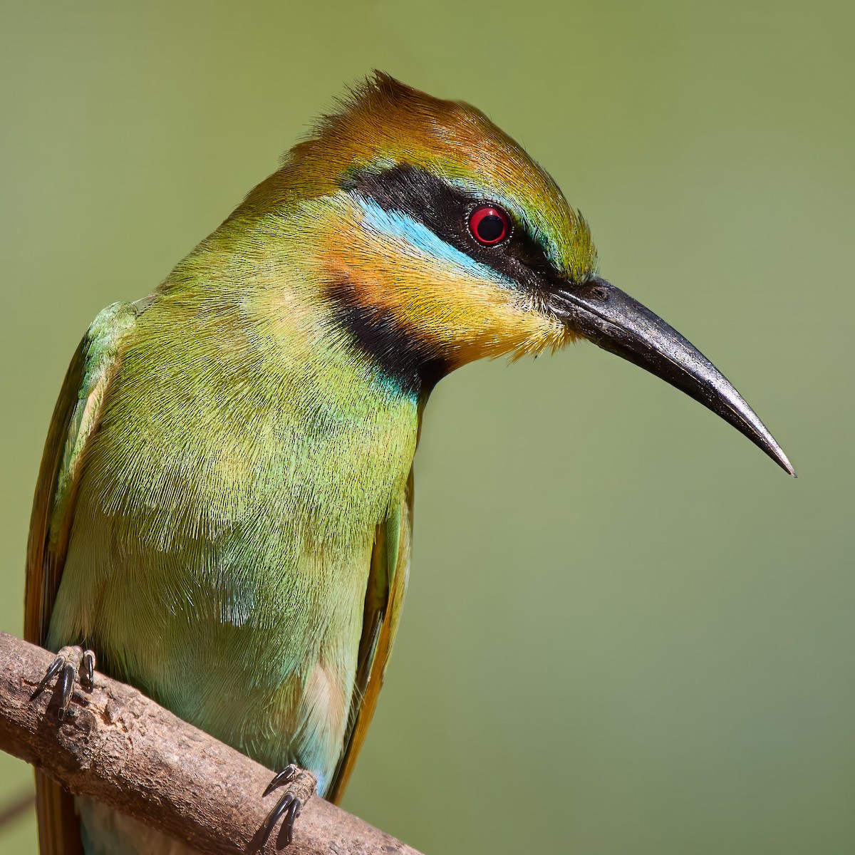 Rainbow Bee-eater - ML640011576