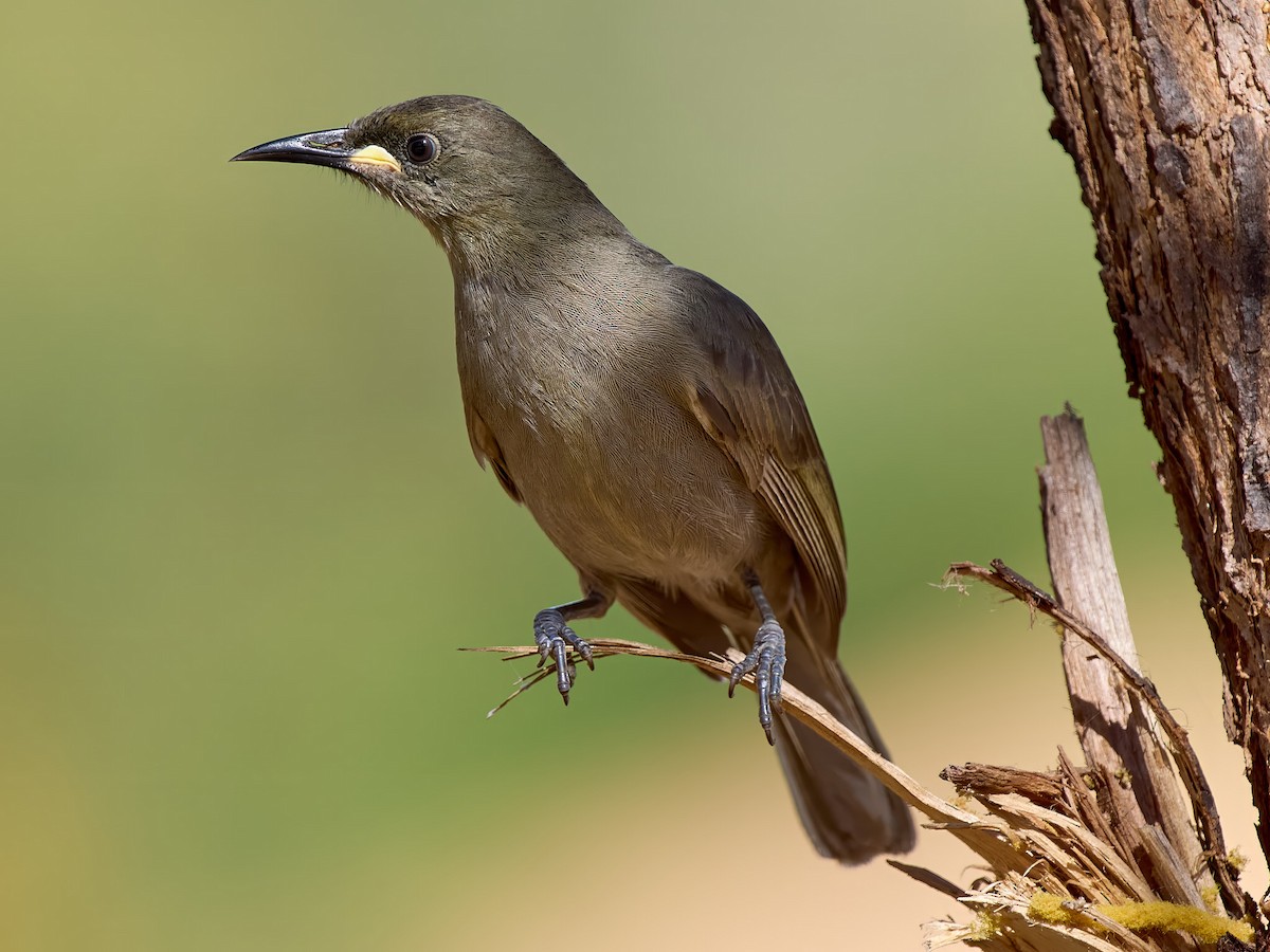 White-gaped Honeyeater - ML640011587