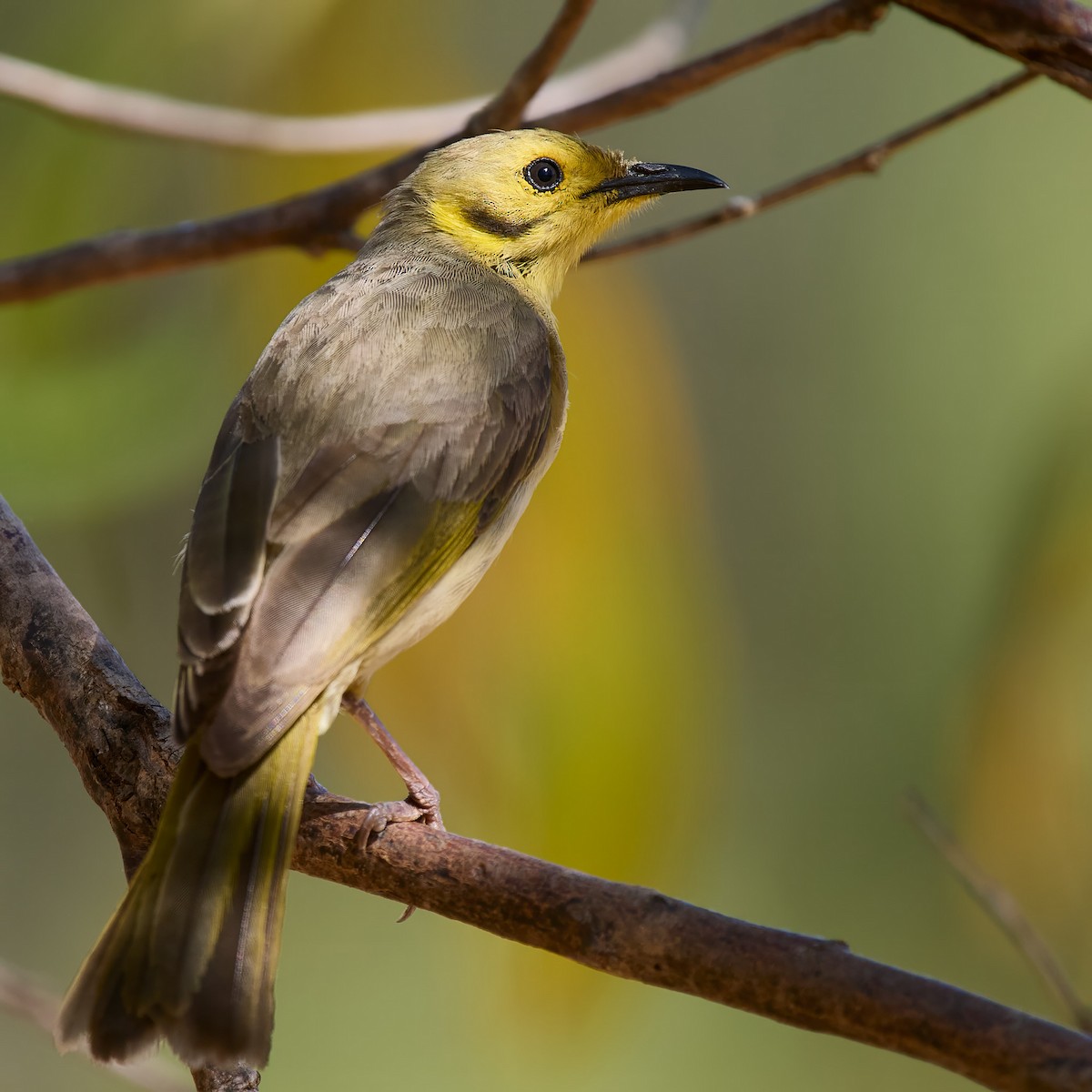 Yellow-tinted Honeyeater - ML640011697